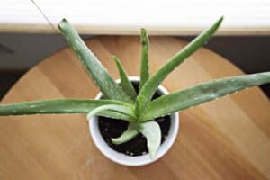 Aloe Vera. 9 Indoor Plants That Improve Indoor Air Quality