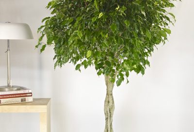 9 Indoor Plants That Improve Indoor Air Quality