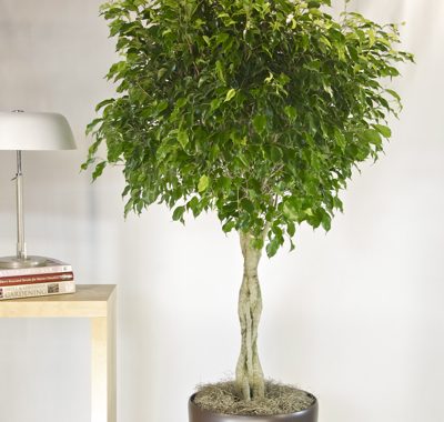 9 Indoor Plants That Improve Indoor Air Quality