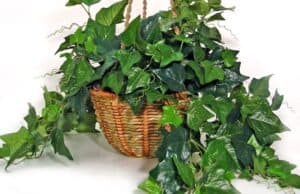 English Ivy English Ivy