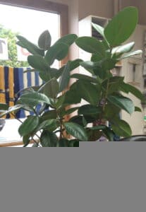 Rubber tree plant Rubber tree plant