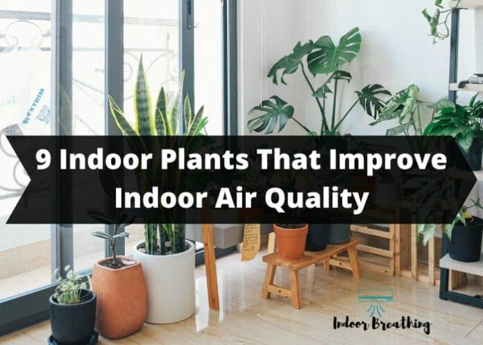 9 Indoor Plants That Improve Indoor Air Quality