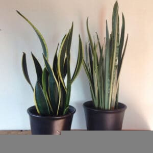 Snake plant Snake plant