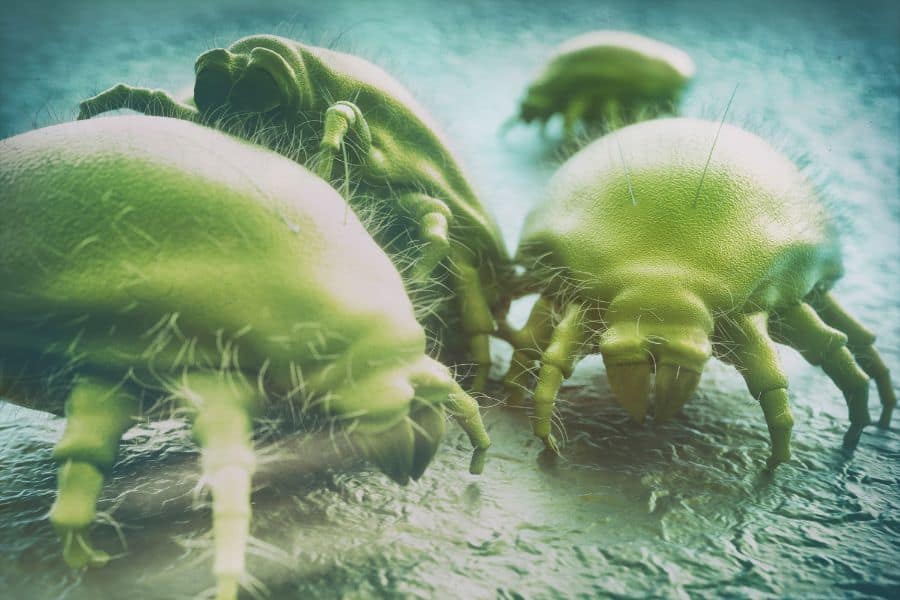 Dust mites