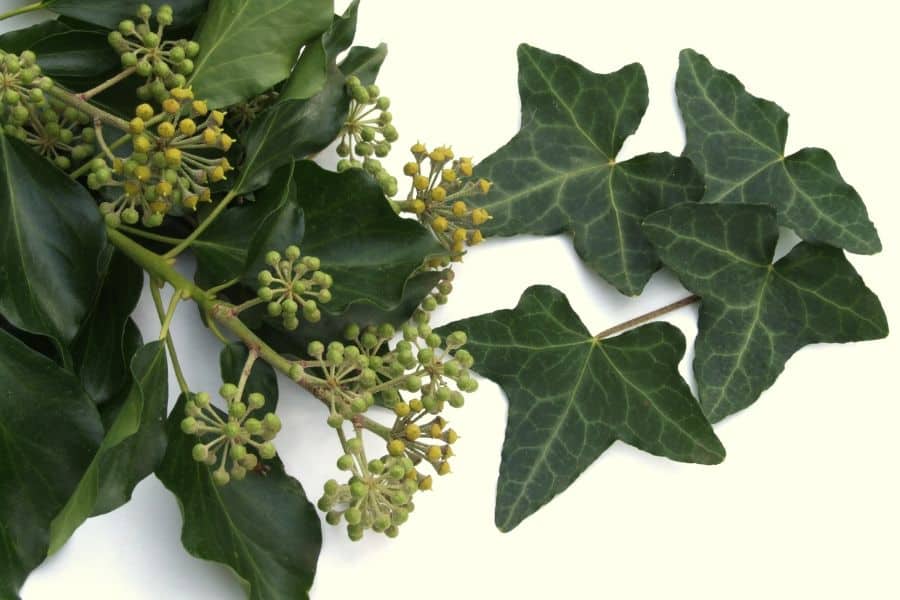 English Ivy indoor plant that purifies the air