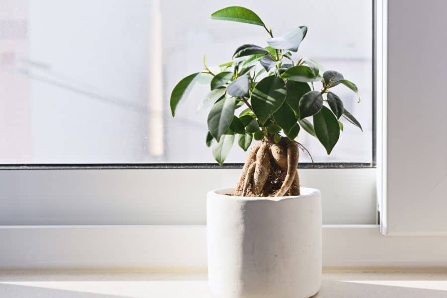Improve indoor quality with Ficus