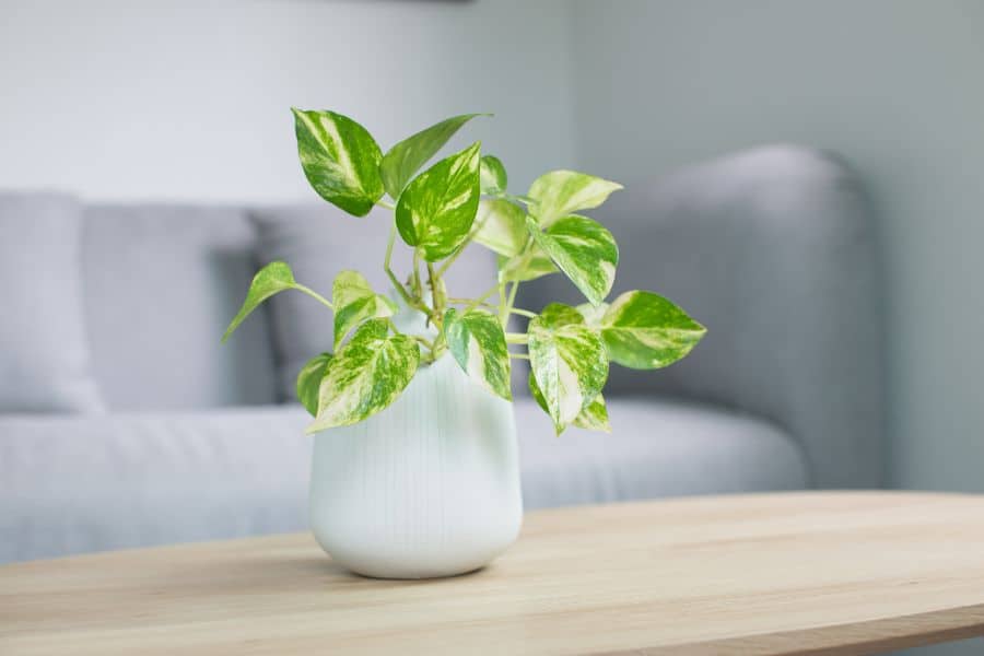 Indoor plant that can purify air Pothos