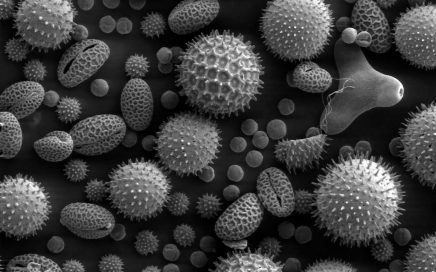 Pollen, dust mites, mold