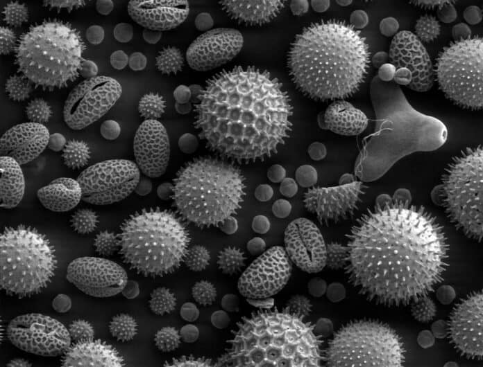 Pollen, dust mites, mold