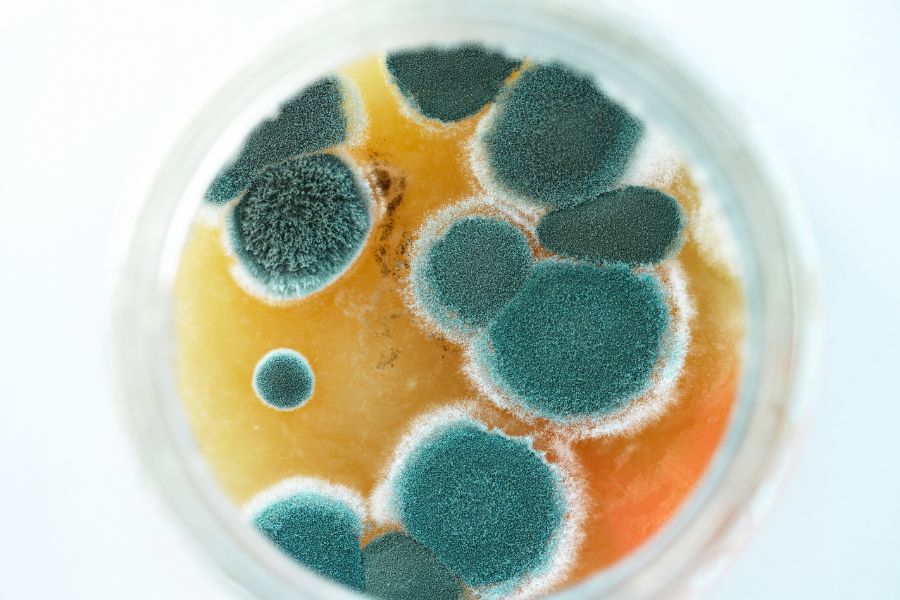 Mold