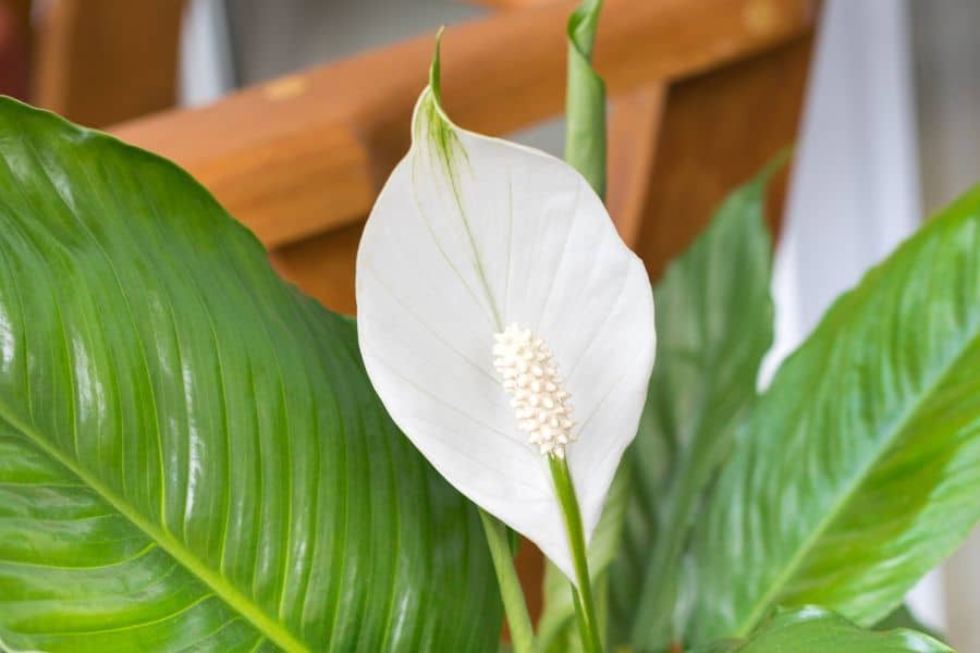 Peace Lily increase indoor air quality