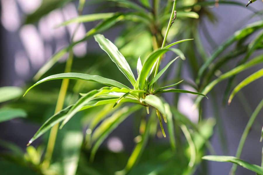 Spider Plant air purifying indoor plant