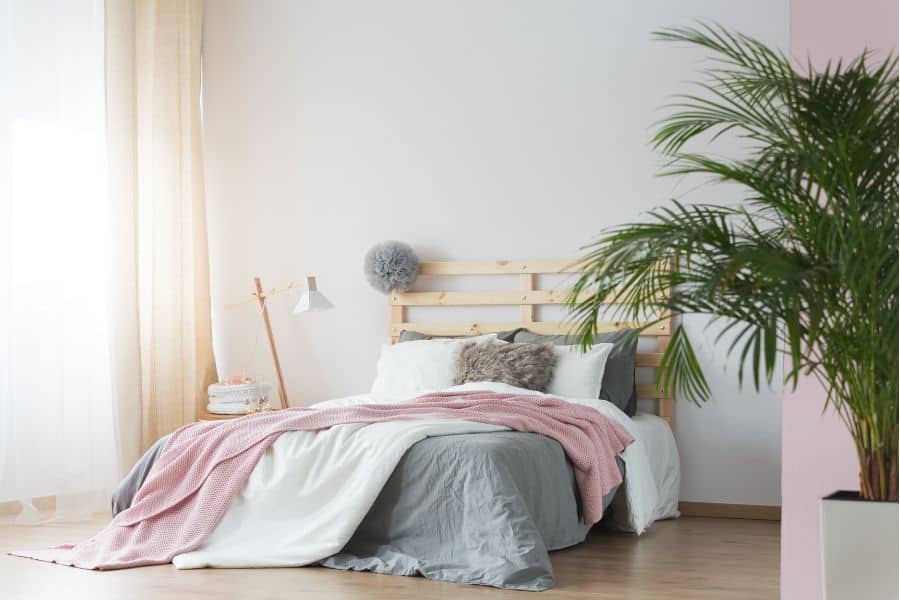 What Is the Best Plant To Have In Your Bedroom?