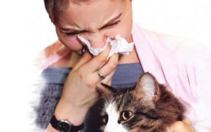 Pet Allergies