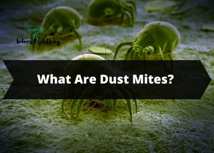 What Are Dust Mites, Is It True That Humans Can Get Dust Mites