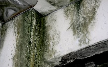 Best Air Purifier for Mold Removal