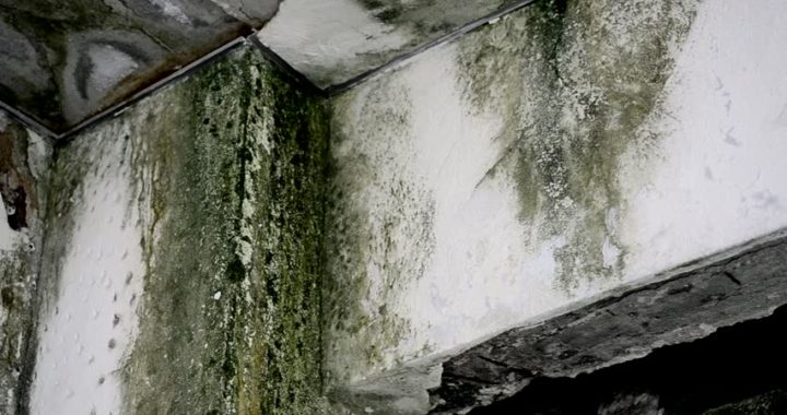 Best Air Purifier for Mold Removal