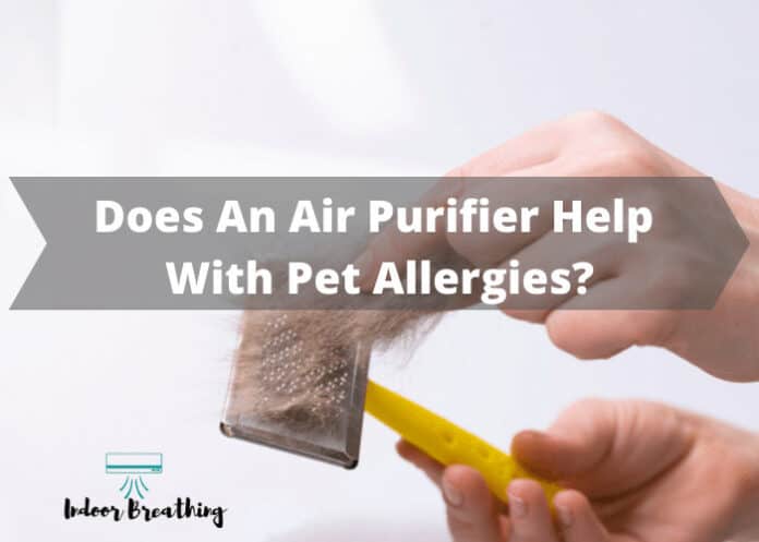Does An Air Purifier Help With Pet Allergies?