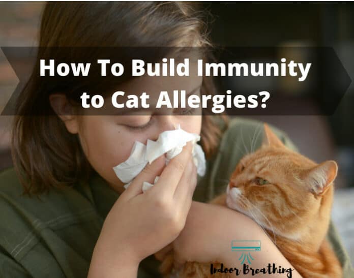 How To Build Immunity to Cat Allergies