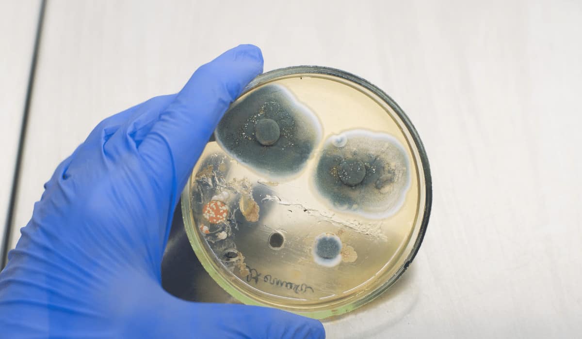 How To Test For And Identify Mold
