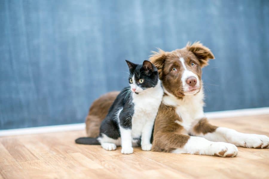 Is It Possible To Control Pet Allergens?