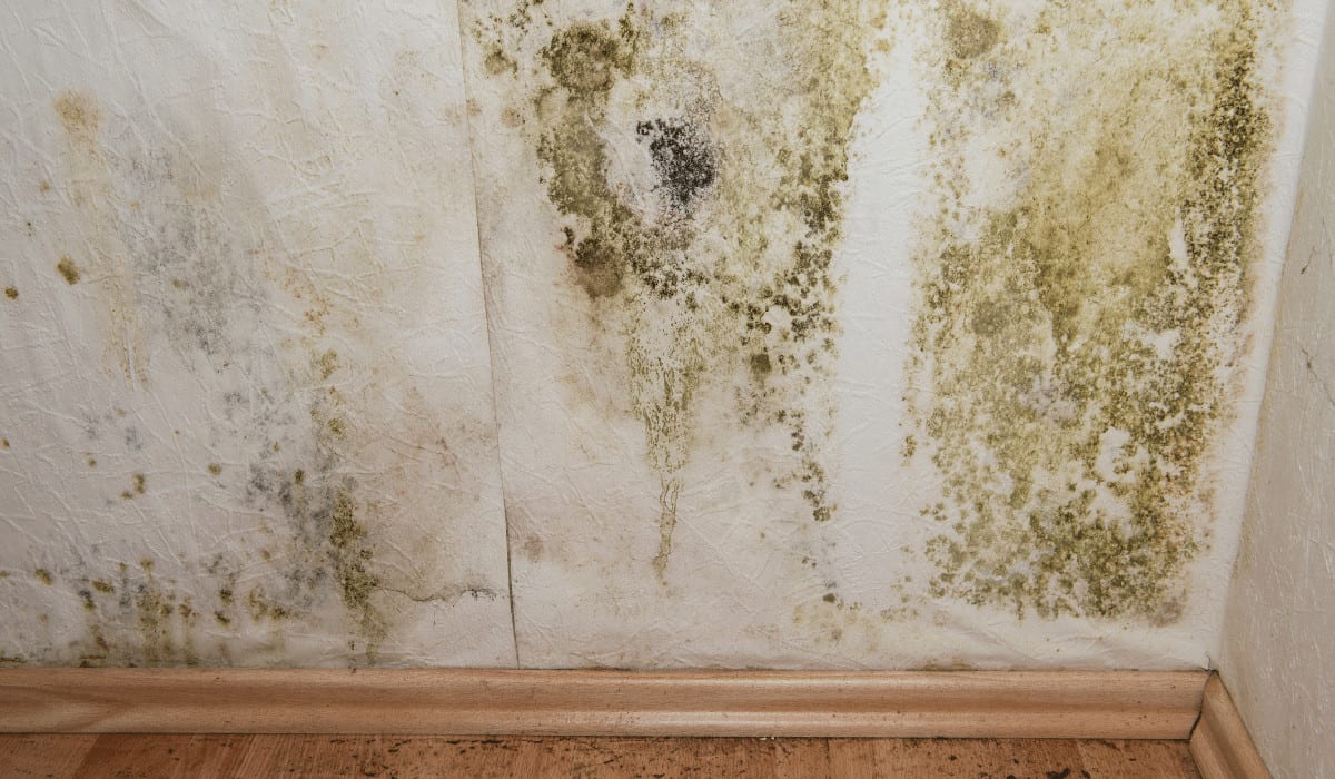 Mold growth