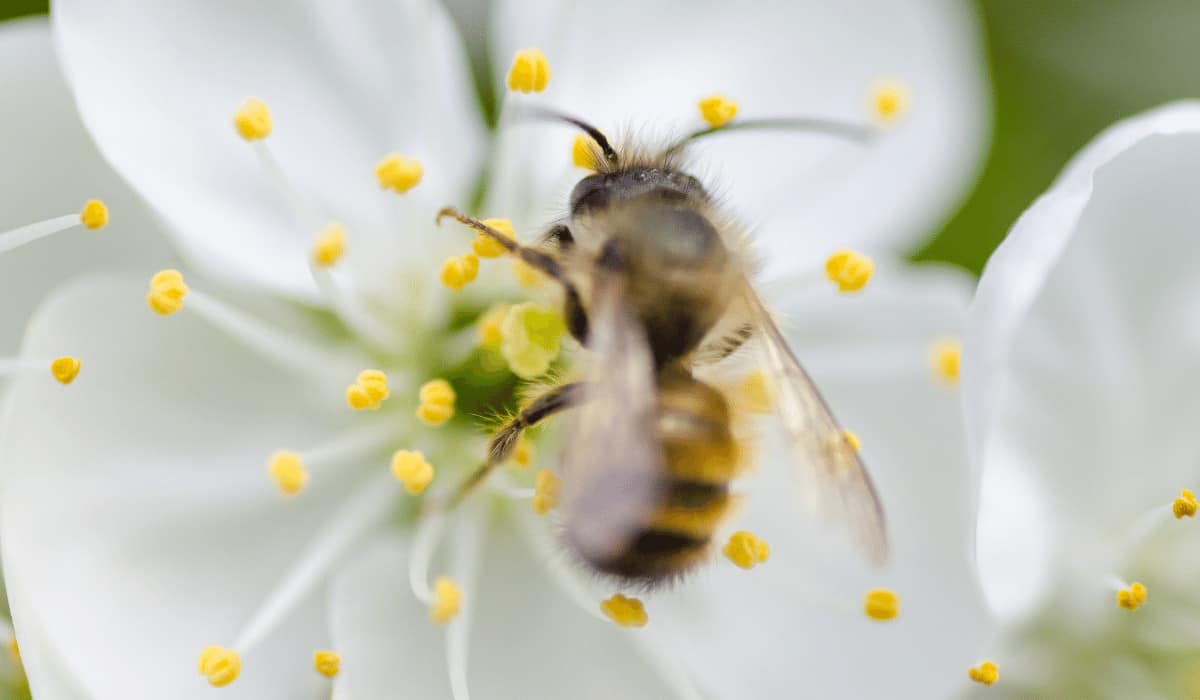 Pollen allergies