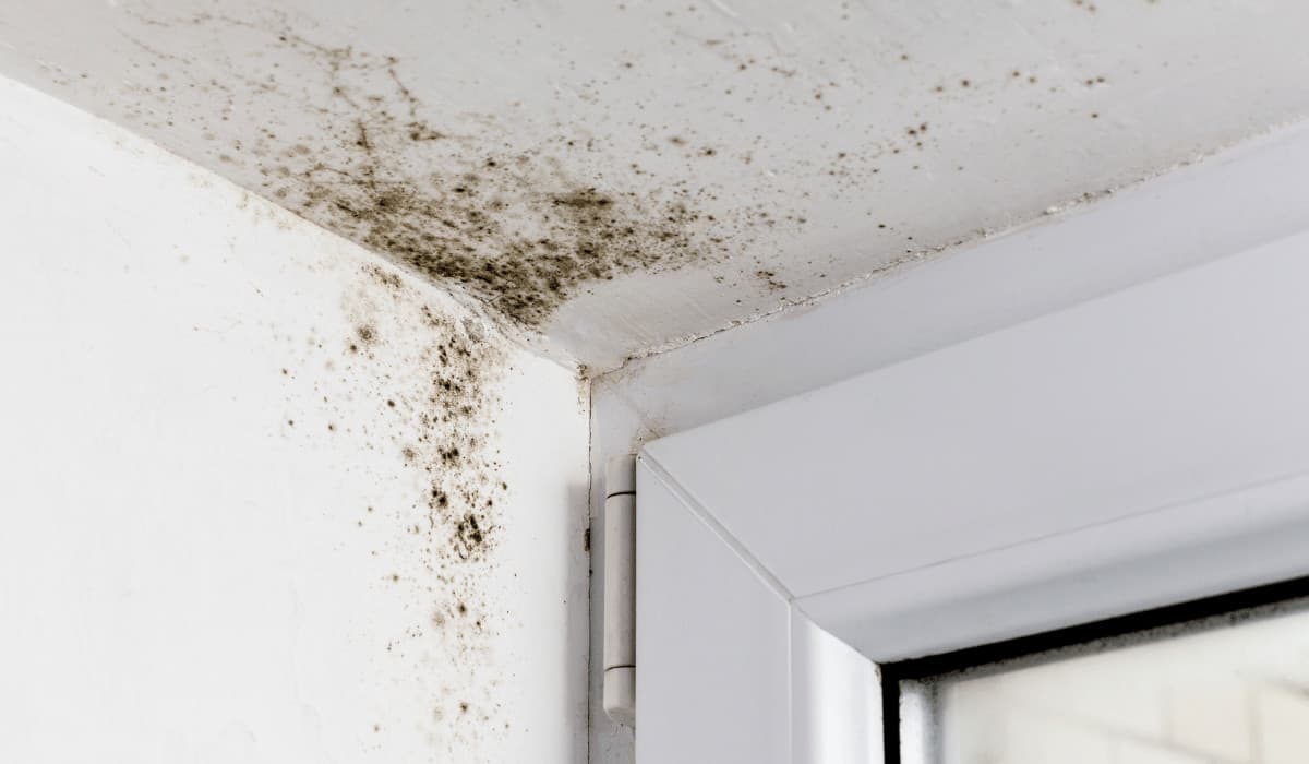 What Is Mold and How Does It Grow