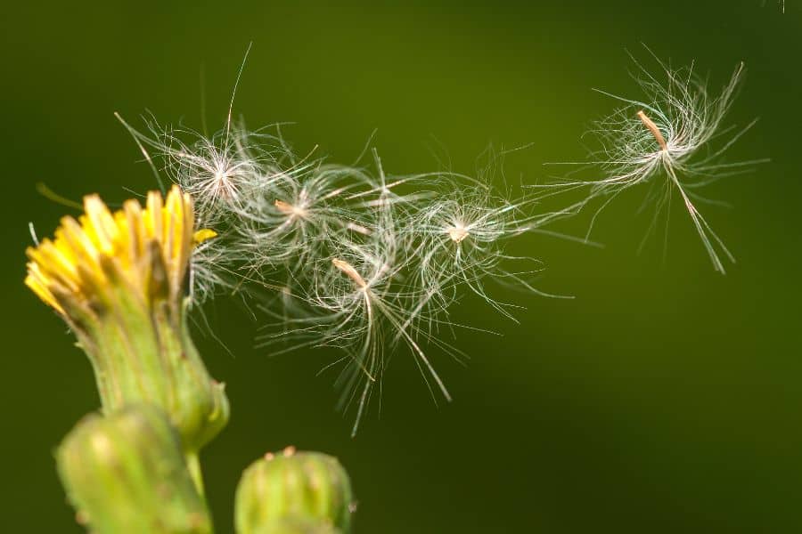 Pollen is an airborne allergen