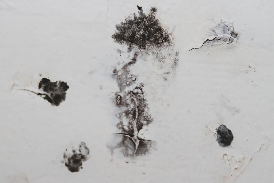 How Do You Know If You Have Mold Spores In the Air?