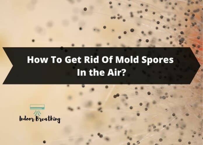 How To Get Rid Of Mold Spores In the Air?