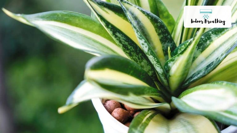 Houseplants for indoor air quality